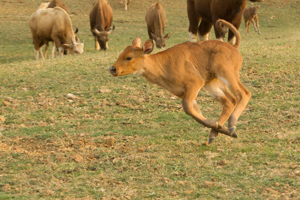 gaur